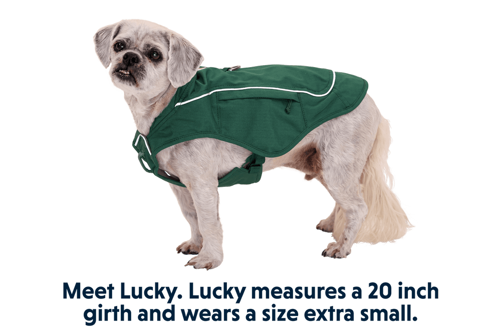 Kleiner Hund mit helltem Fell trägt eine grüne Overcoat Fuse™ Jacke auf neutralem Hintergrund.