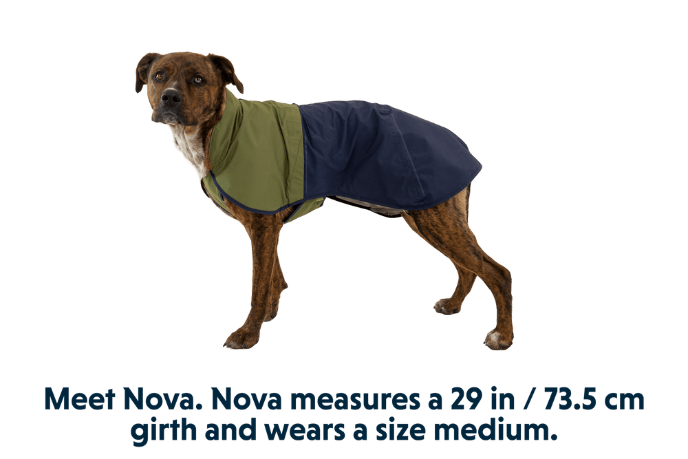 Hund Nova in grün-blauem Regenmantel steht aufrecht, bereit für einen Spaziergang, ideal für Regenwetter.