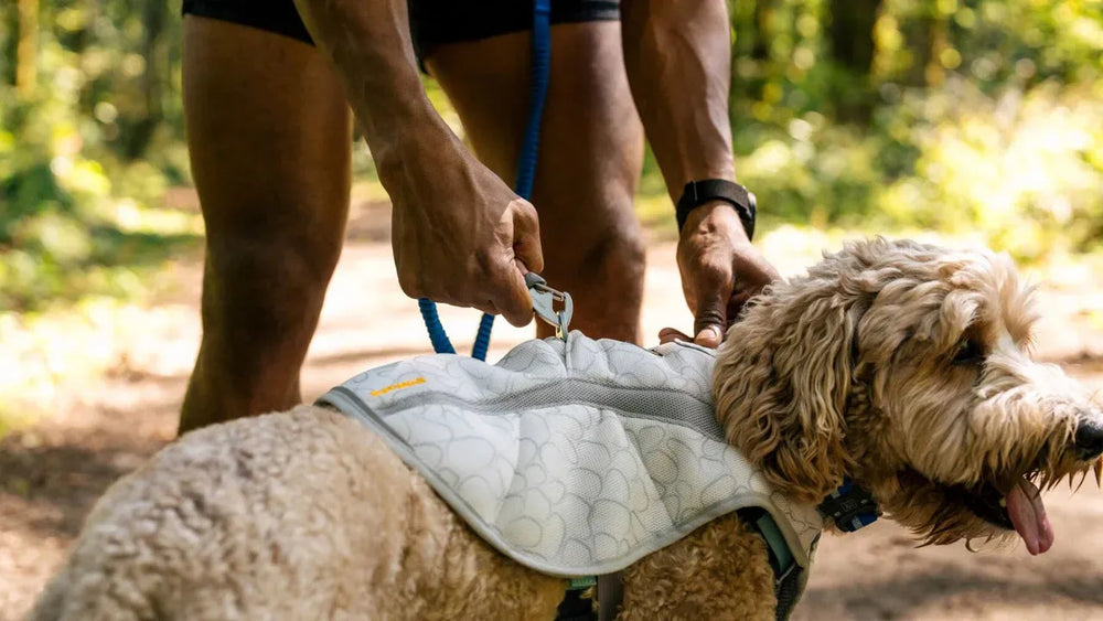 Person mit Hund im hellen Geschirr und sportlicher Kleidung, Umgebung mit Bäumen und Weg, Swamp Cooler™ Kühlweste für Hunde.