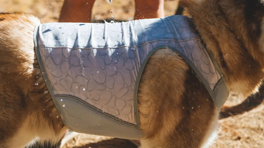 Hund in hellblauer Kühlweste mit Muster spielt im Wasser, spritzende Wassertröpfchen im Hintergrund.