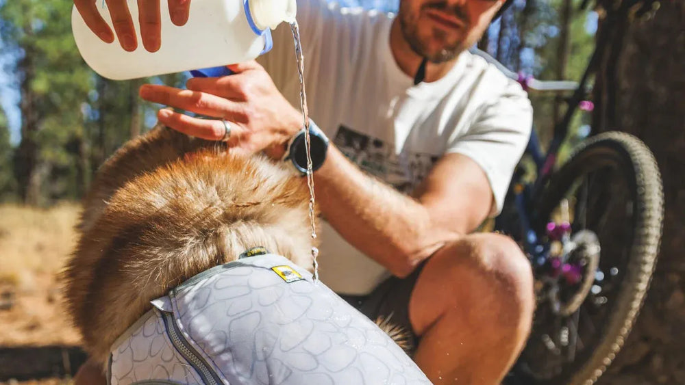 Mann füllt Wasser in eine kühlende Hundeweste Swamp Cooler Zip™ für sein Haustier, um es an heißen Tagen zu erfrischen.