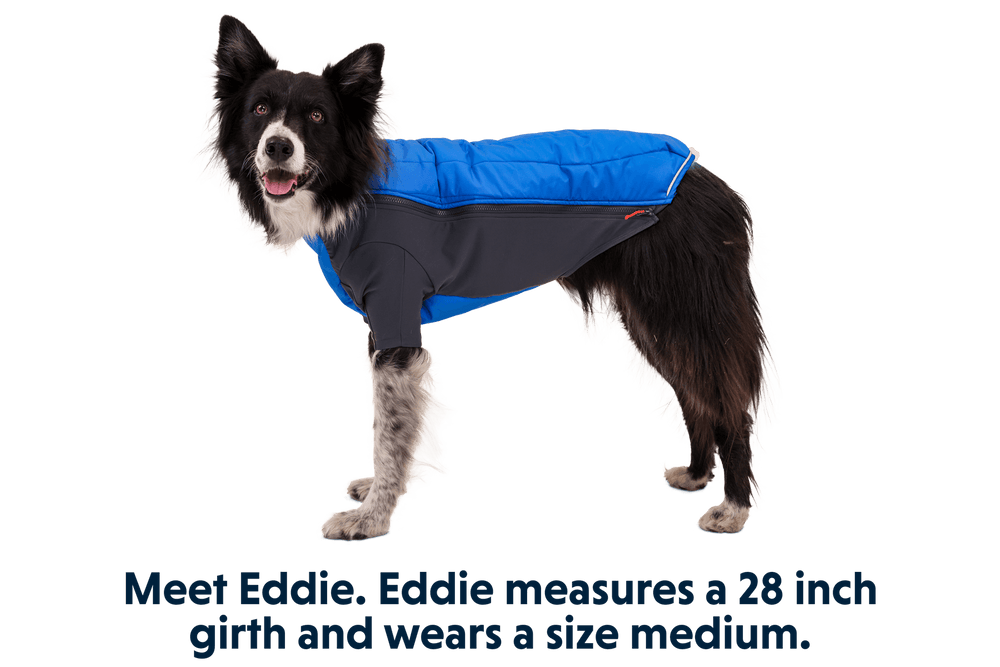 "Eddie, der gesunde Hund, trägt die graue und blaue Powder Hound™ Hundejacke und lächelt freundlich zur Kamera."