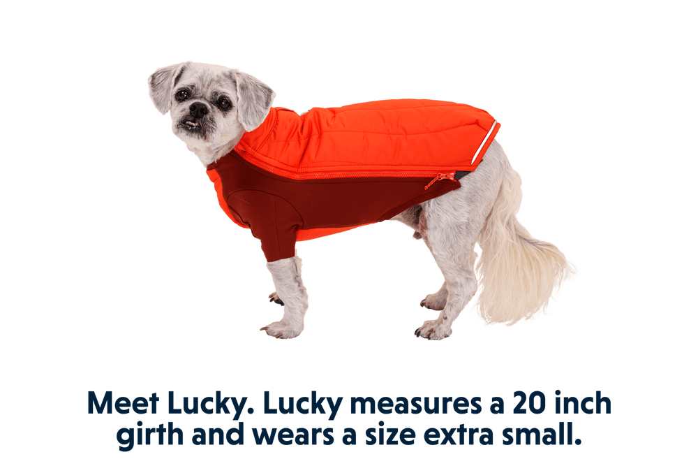 Kleiner Hund Lucky in orangefarbener Powder Hound™ Hundejacke auf hellem Hintergrund.