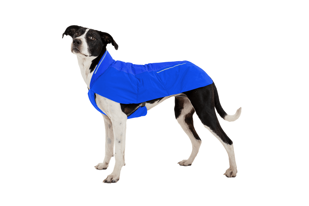 Hund im blauen, wetterfesten Mantel steht aufrecht und schaut zur Seite. Ideal für kaltes Wetter.