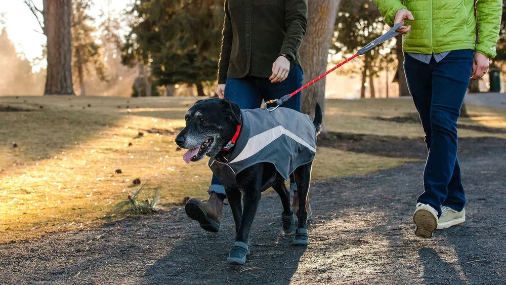 Zwei Personen mit Hund in grauem Mantel spazieren in sonnigem Park, tragen Lumenglow™ Sicherheitswesten.