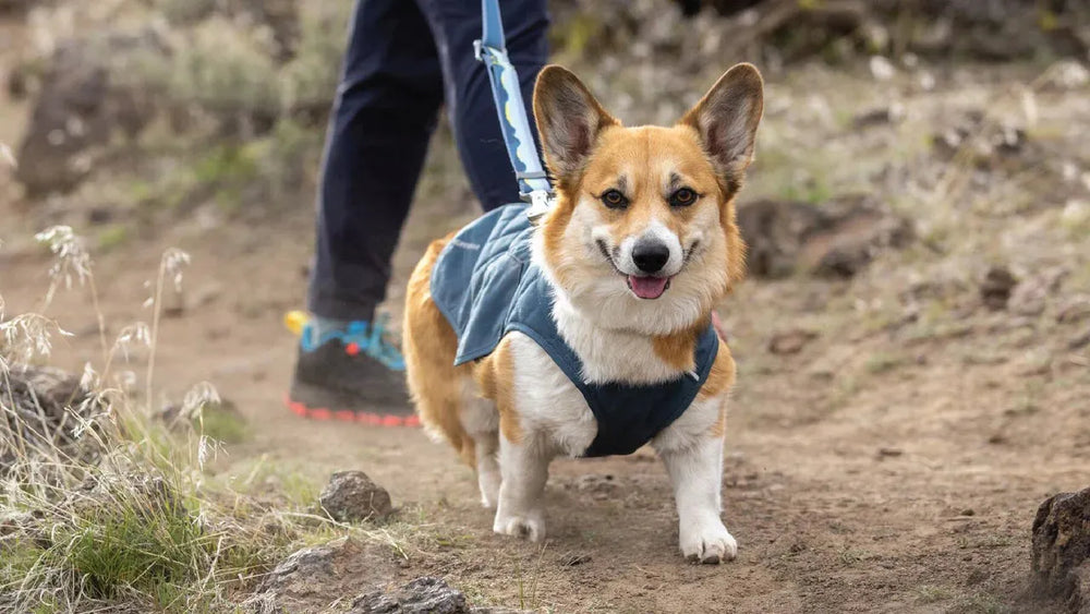 Fröhlicher Corgi in blauem Geschirr spaziert an der Leine auf erdigem Weg durch üppige Natur.