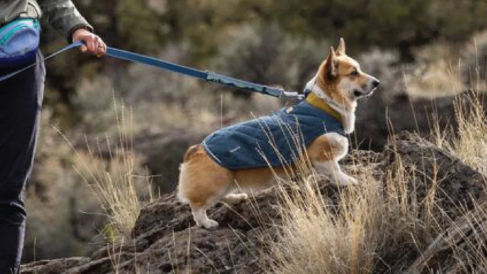 Corgi mit blauem Mantel steht auf einem Felsen im hohen Gras, umgeben von natürlicher Landschaft.