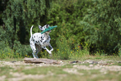 Dalmatiner spielt begeistert mit Kalli Krokodil, dem Kult-Spielzeug für Hunde, in einer natürlichen Umgebung.