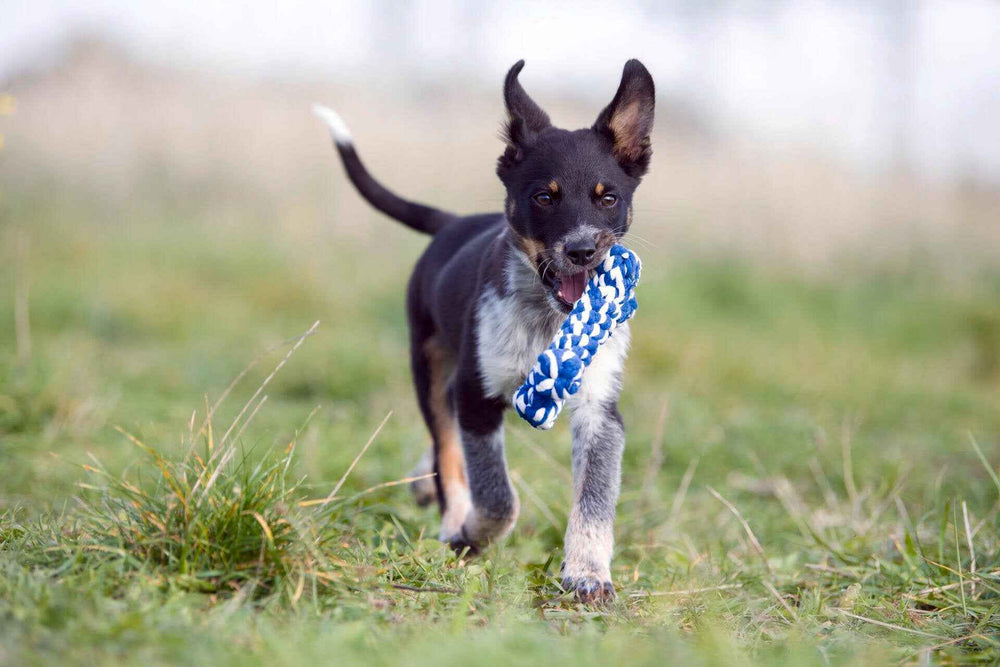 Schwarz-weißer Welpe spielt im Gras mit blau-weißem Spielzeug-Set von Bavarian Dreams für Hunde.