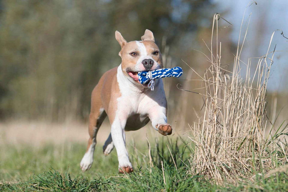 Fröhlicher Hund läuft durch die Wiese mit blauem Spielzeug im Maul, umgeben von Bäumen und hohem Gras.