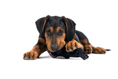 Hund mit schwarz-braunem Fell spielt mit dem Kater Casanova Spielzeug auf einem weißen Boden.