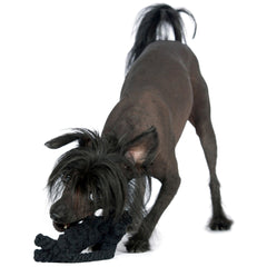 ALT-Text: "Aktiver Hund mit schwarzem Fell spielt mit dem Kater Casanova, dem Kult-Spielzeug für Hunde."