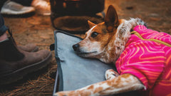 Entspannter Hund im pinken Pullover liegt auf grauem Kissen, während Füße vor einem Feuer im Hintergrund sichtbar sind.