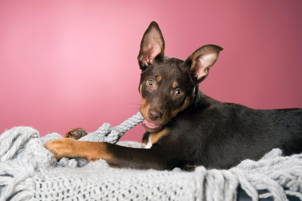Alt-Text: Verspielter Hund mit braunem Fell spielt mit dem Elton Elefant, einem Kult-Spielzeug aus Seil für Hunde.