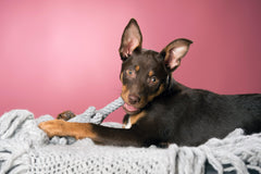 Alt-Text: Verspielter Hund mit braunem Fell spielt mit dem Elton Elefant, einem Kult-Spielzeug aus Seil für Hunde.