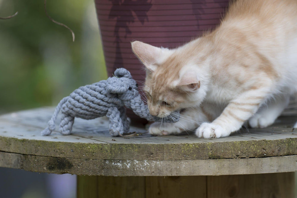 "Neugierige Katze inspiziert graues, knotenartiges Hundespielzeug, das wie ein kleiner Elefant aussieht."