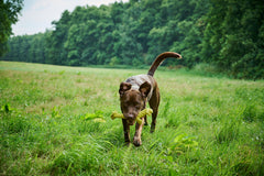 Brauner Hund mit Greta Giraffe Spielzeug auf Feld, fröhlich und aufmerksam, umgeben von Bäumen und grüner Landschaft.
