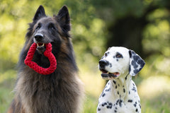"Zwei glückliche Hunde spielen mit dem Mini Heart-Spielzeug in der Natur – ideal für aktive Hunde."