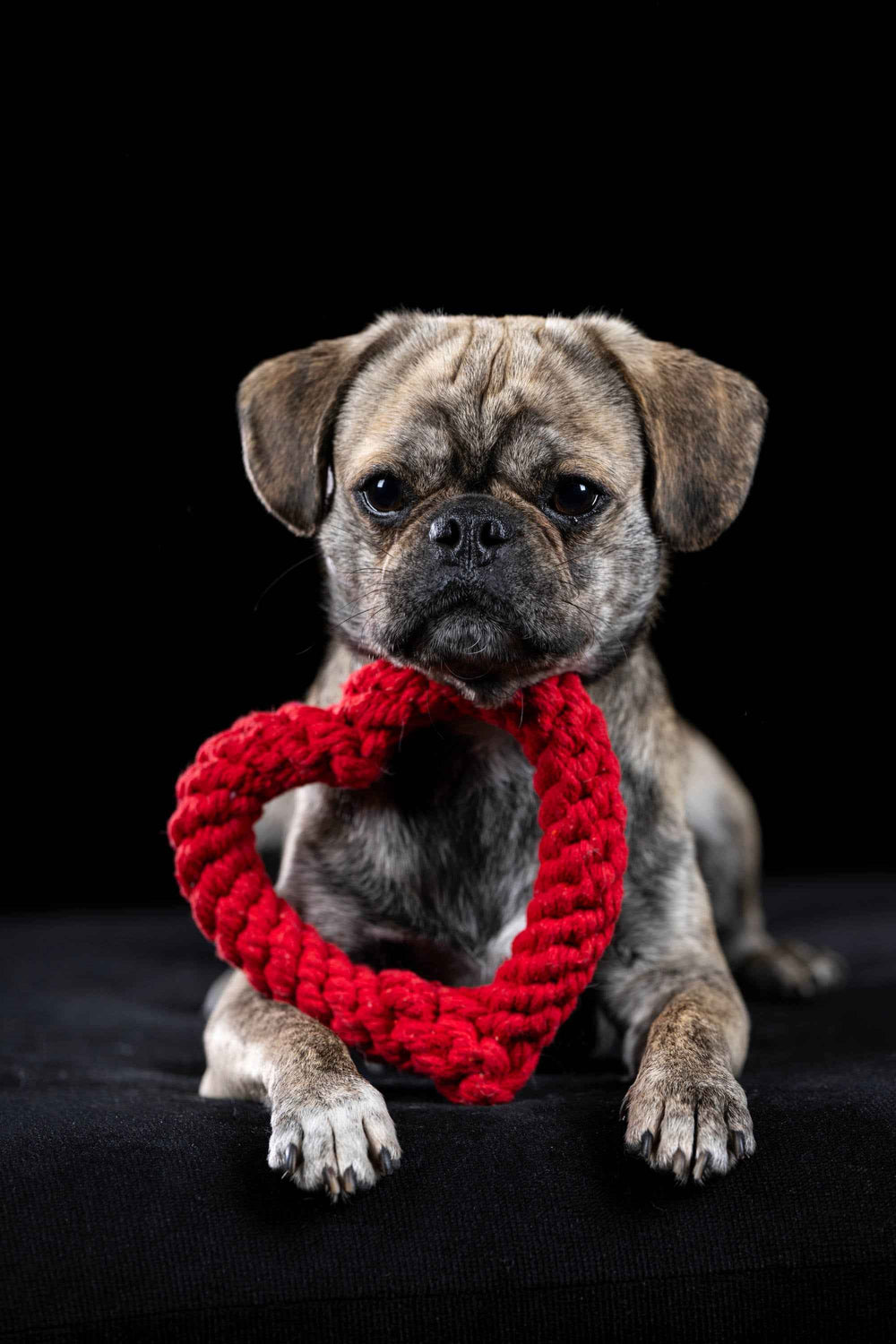 Gestromter Hund mit rotem herzförmigen Spielzeugring auf schwarzem Hintergrund – Ideal für Hunde-Spielzeugset.