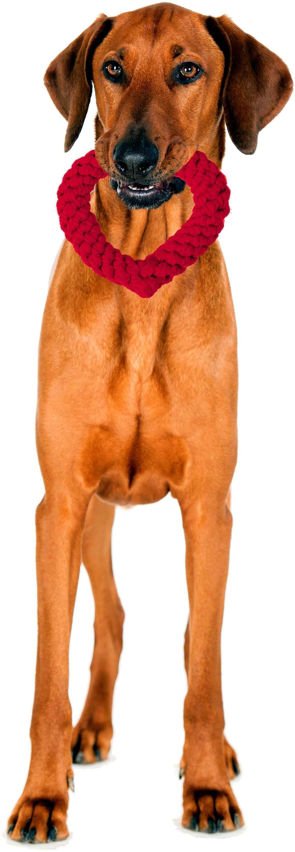 Brauner, schlanker Hund mit rotem Herzen-Spielzeug von LABONI HEARTS auf weißem Hintergrund, aufmerksam und lebhaft.