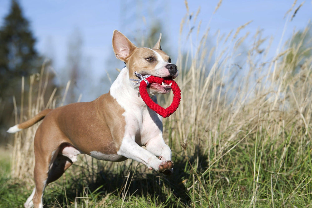Fröhlicher Hund mit Mini Heart Spielzeug im Maul springt durch hohes Gras unter blauem Himmel und Bäumen.