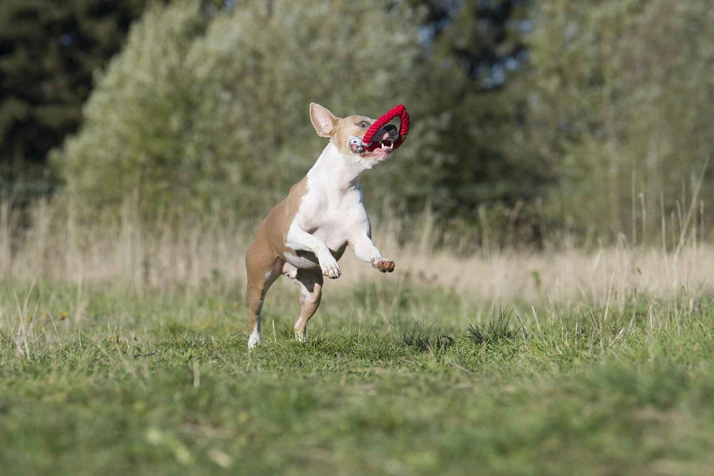 Doppel-Set Spielzeug-Herz von LABONI: Aktiver Hund springt mit rotem Spielzeug in einer grünen Wiese.
