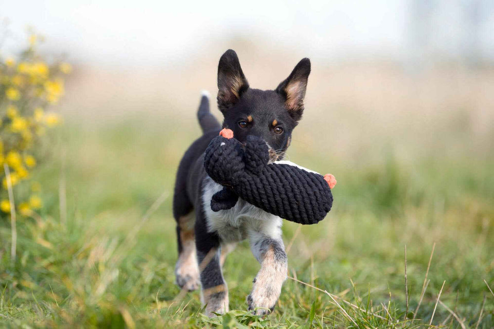ALT-Text: Schwarzer Hund mit Spielzeug im Maul auf grüner Wiese, ideal für Winter Spaß und Hunde-Spielzeug-Sets.