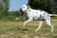 Dalmatiner mit Poldi Pinguin Spielzeug im Maul, läuft fröhlich auf grünem Rasen, umgeben von Bäumen und Sträuchern.