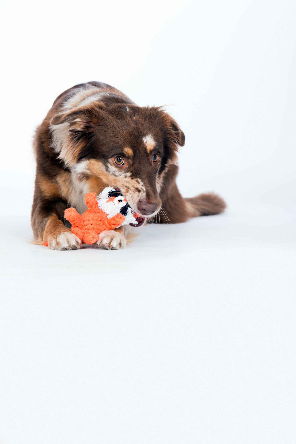 "Brauner Hund mit hellen Flecken hält das Kult-Spielzeug Timothy Tiger konzentriert im weißen Hintergrund."