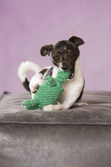 Kleiner Hund spielt fröhlich mit Tina Turtle, dem Kult-Spielzeug für Hunde, auf einer grauen Decke vor pinkfarbener Wand.