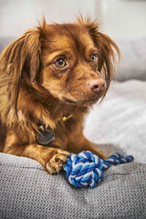 Brauner Hund mit lockigen Haaren sitzt auf einem Sofa und spielt mit einem blauen Mini Schleuderball für Hunde.