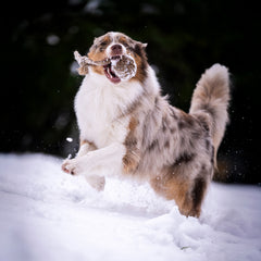 Gestromter Hund spielt im Schnee mit einem Natur Schleuderball aus Hanfseil und genießt die winterliche Landschaft.