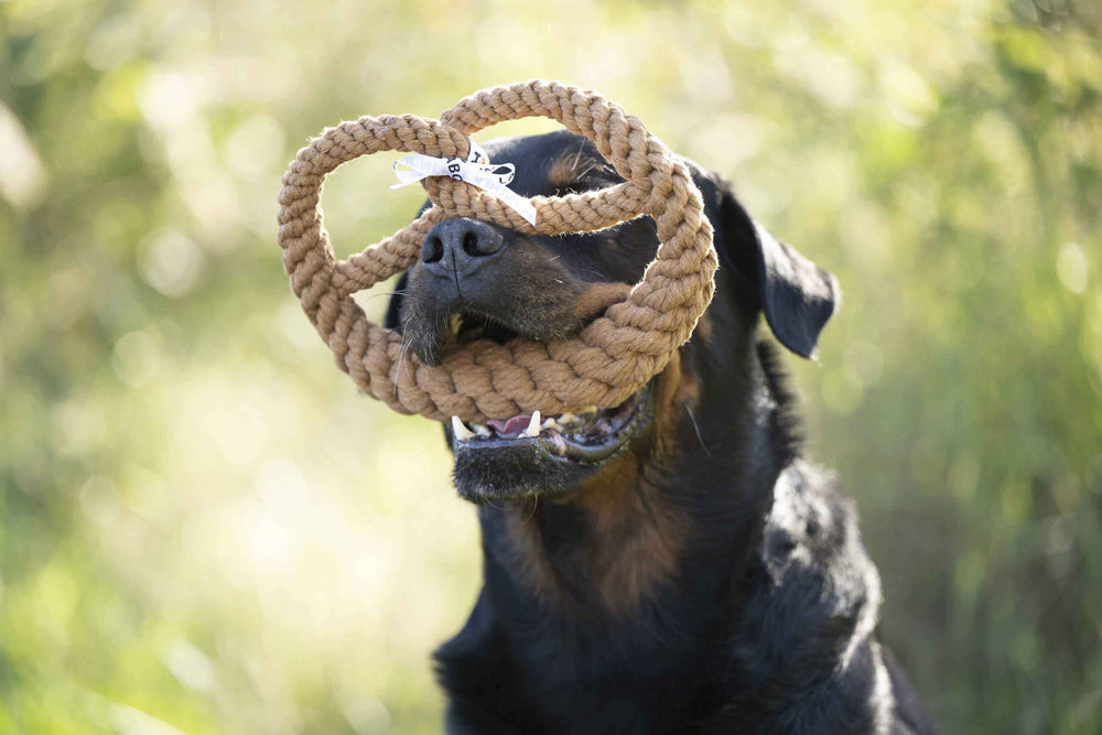 Rottweiler hält ein Mini Brezel Spielzeug aus Seil vor seinem Gesicht, umgeben von einer sonnigen, grünen Landschaft.