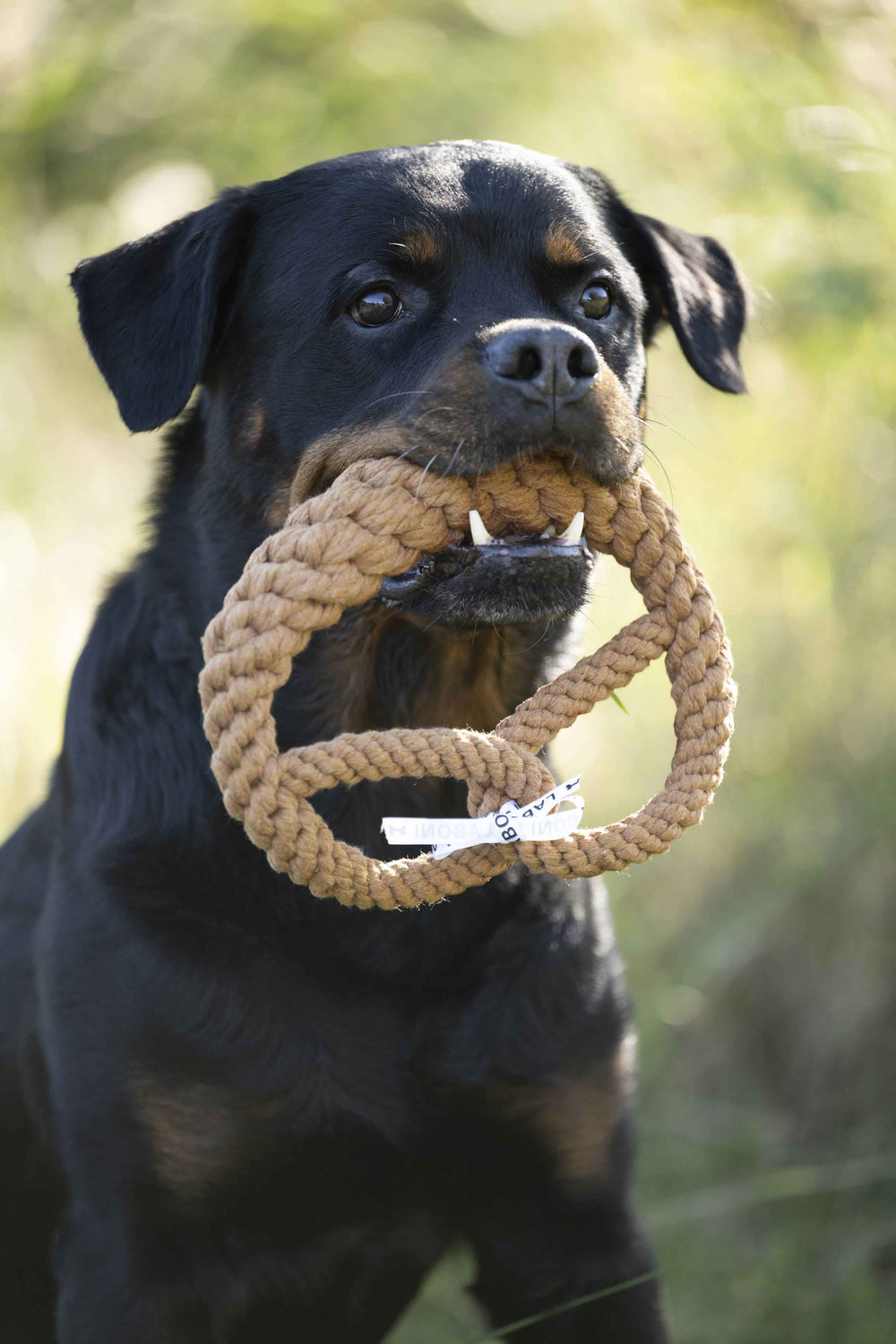 Rottweiler mit geflochtenem Seilspielzeug im Maul - Mini Brezel, das ideale Spielzeug für Hunde.