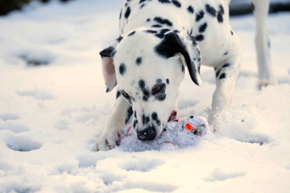 Dalmatiner spielt im Schnee mit einem Spielzeug aus dem Winter Fun Set für Hunde, umgeben von Pfotenabdrücken.