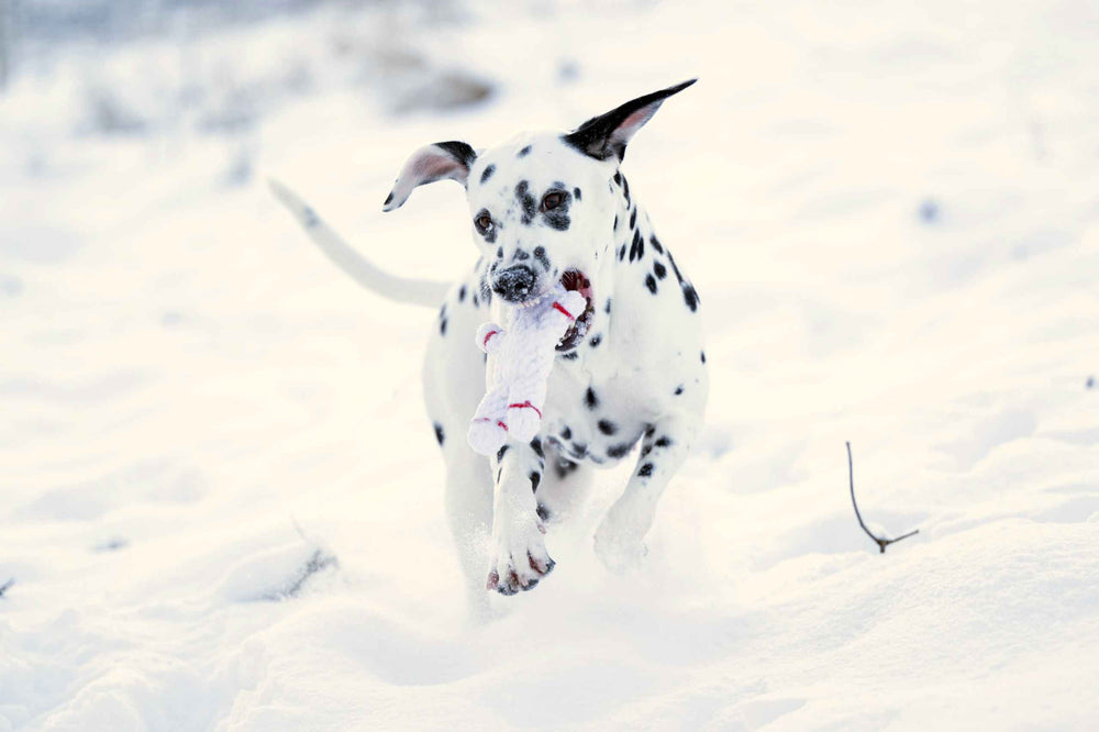 Dalmatiner spielt im Schnee mit einem Stofftier-Spielzeug aus dem Winter Fun Set für Hunde.