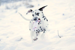 Dalmatiner spielt im Schnee mit einem Stofftier-Spielzeug aus dem Winter Fun Set für Hunde.