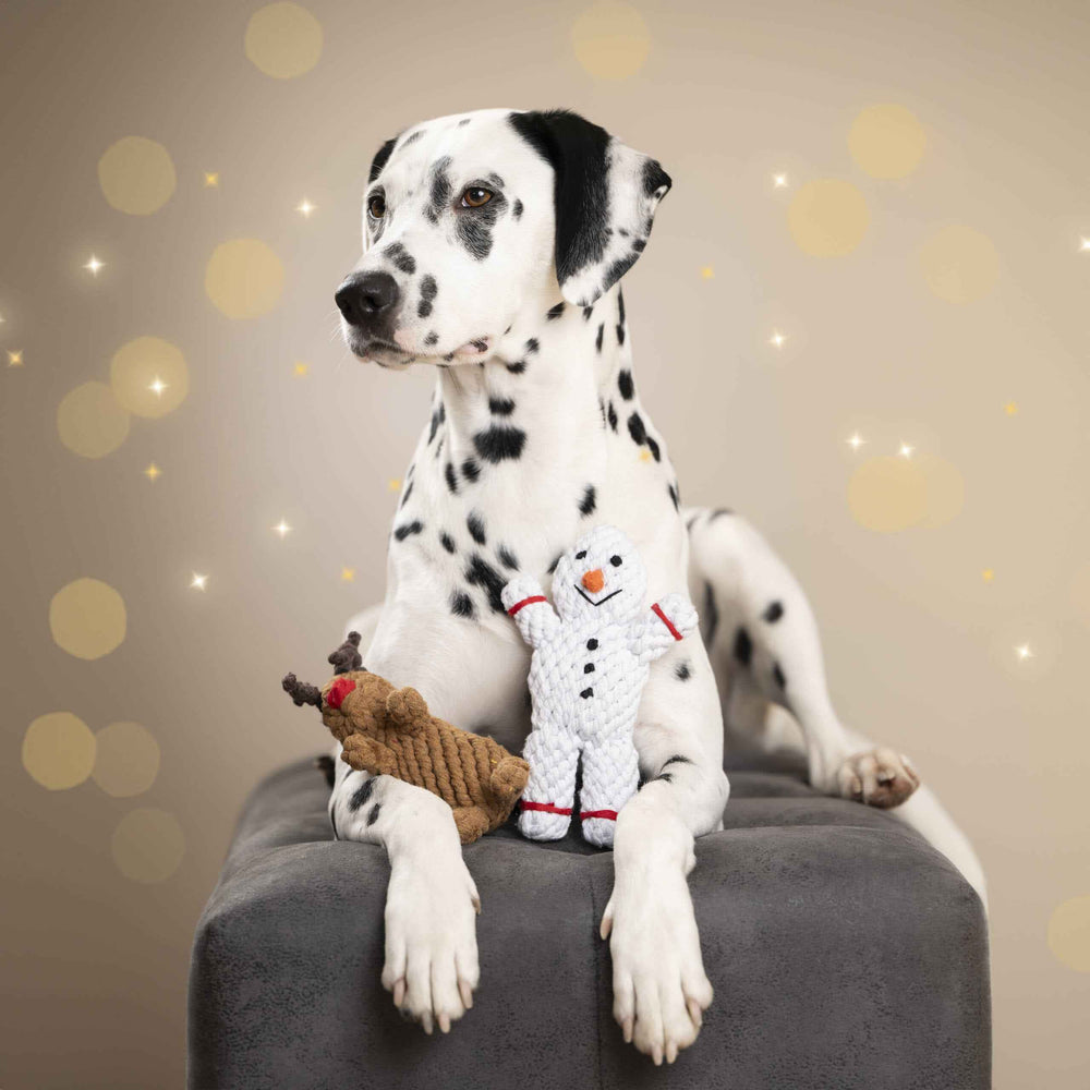 Dalmatierrüde sitzt auf grauem Hocker mit Rudi Rentier und Schneemann-Spielzeug vor sich.