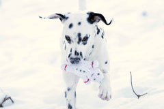 Dalmatiner spielt im Schnee mit Shawn, dem Schneemann - plüschiges Hundespielzeug in Knochenform mit roten Details.