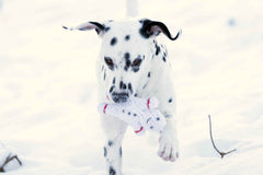 Dalmatiner spielt im Schnee mit Shawn, dem Schneemann - plüschiges Hundespielzeug in Knochenform mit roten Details.