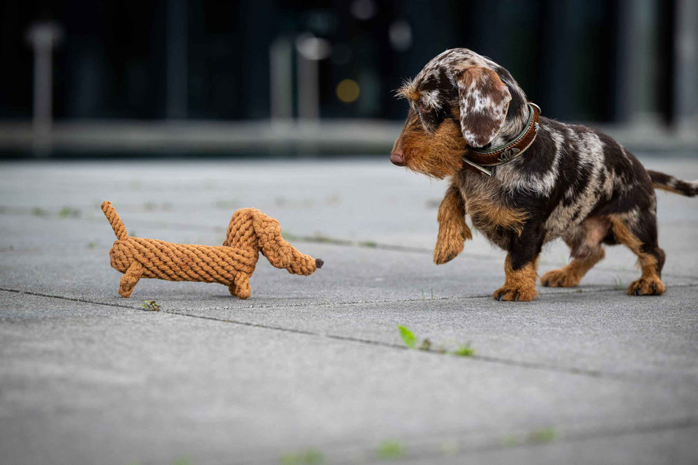 "Diego Dackel Spielzeug: Dackel-Hund schaut neugierig auf geflochtenes Dackel-Spielzeug auf Betonboden."