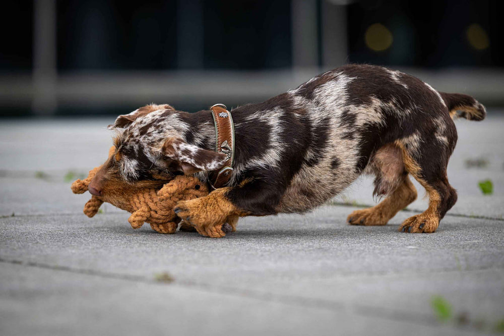 Kleiner Dackel mit Spielzeugknochen im Maul, perfekt für Hunde, auf grauem Untergrund. Kult-Spielzeug für Hunde.