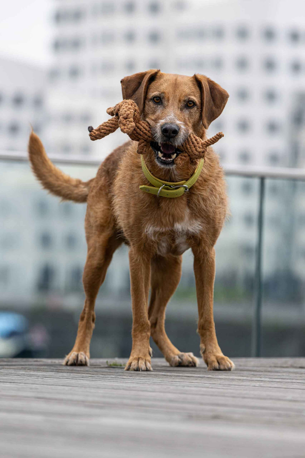 "Brauner Dackel spielt mit tauartigem Spielzeug auf Holzuntergrund in städtischer Umgebung - Diego Dackel für Hunde."