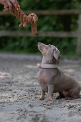 Kleiner Hund sitzt auf sandigem Boden und spielt mit dem Diego Dackel, dem beliebten Kult-Spielzeug für Hunde.