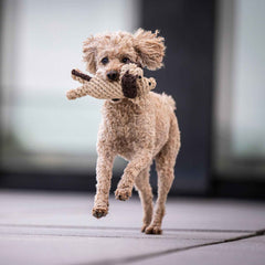 "Freudiger Hund mit lockigem, hellbraunem Fell spielt mit dem robusten Doggy Dog Spielzeug, einem tollen Kult-Spielzeug für Hunde."
