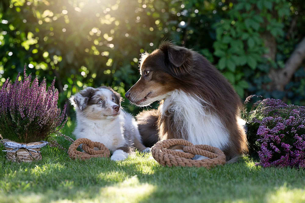Welpe und älterer Hund im Gras, umgeben von lila Blüten und Seilspielzeugen, bei sonnigem Wetter.