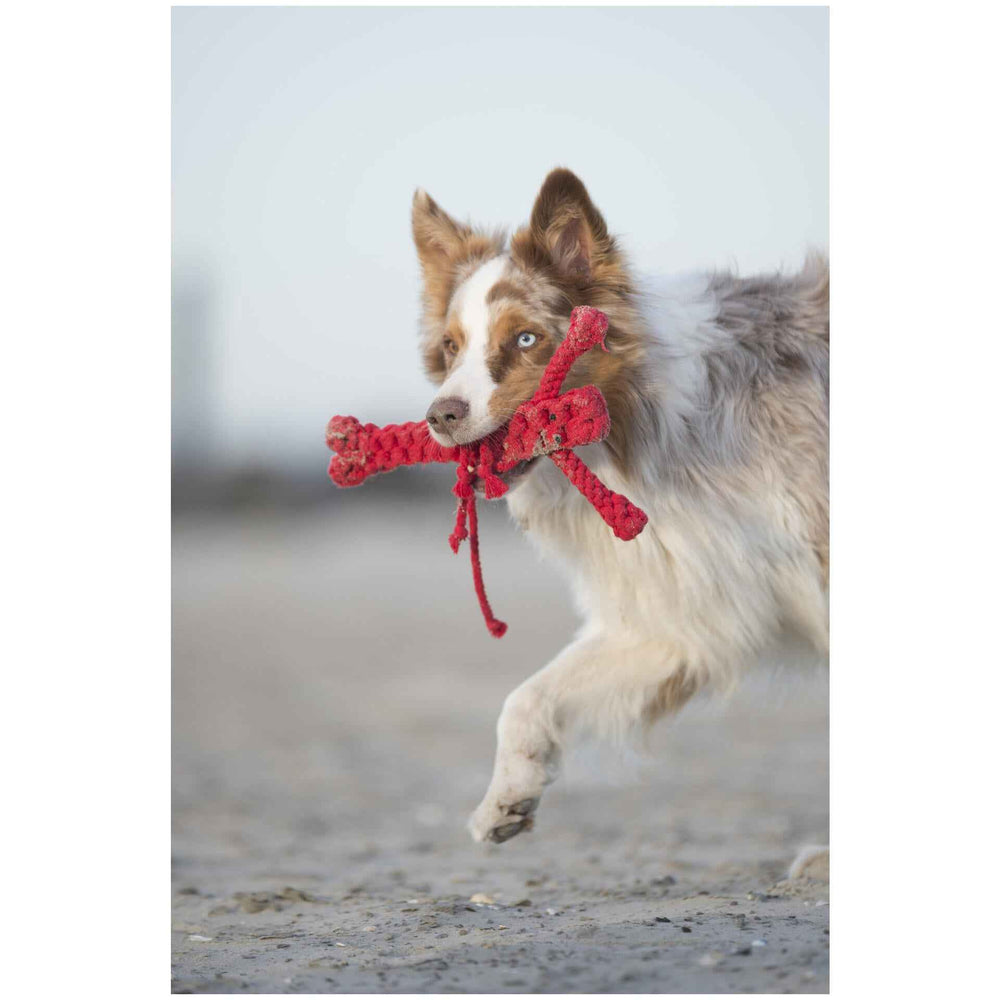 Braun-weißer Hund mit blauen Augen trägt rotes Spielzeug im Maul auf sandigem Untergrund - Big Ocean Hundespielzeug-Set.