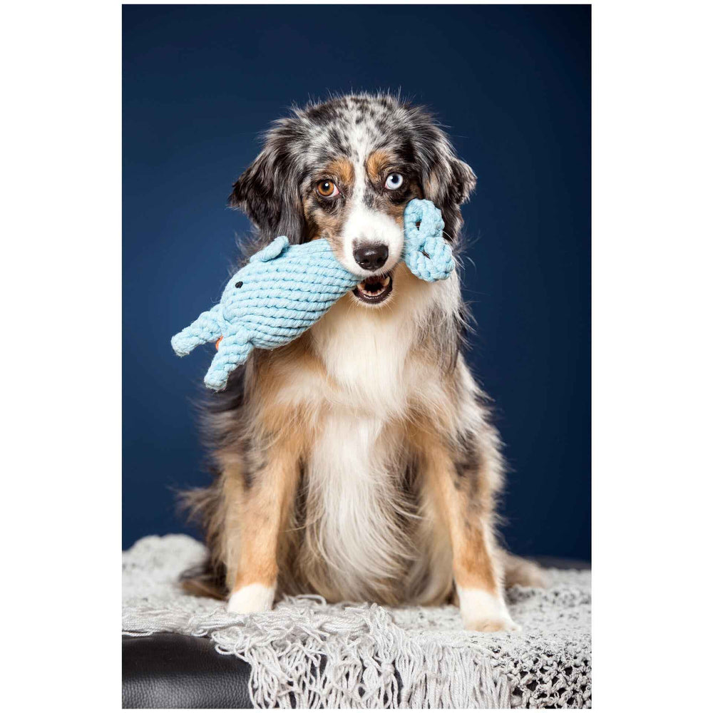 ALT-Text: Gestromter Hund mit einem blauen Spielzeug-Tier im Maul auf einer Decke vor blauem Hintergrund. Spielzeug-Set für Hunde.