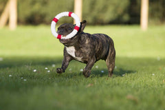 Hund spielt mit rot-weißem Seilring auf grüner Wiese, Teil des Ahoy LABONI Spielzeug-Sets für Hunde.