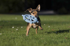 Kleiner Hund mit Seilspielzeug im Maul, auf der Wiese spielend – Ahoy LABONI Spielzeug-Set für Hunde.
